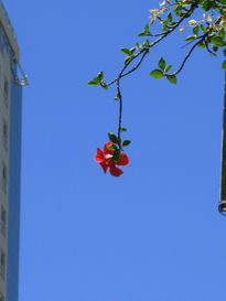 El cielo color de rosa