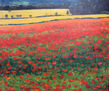amapolas por aquí, amapolas por allá