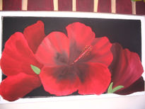 Bello hibiscus