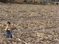 Vida en campo