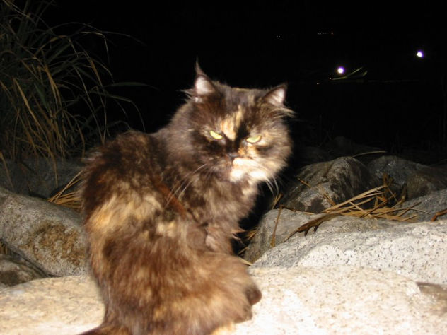 gato
