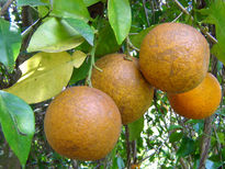 Naranjas