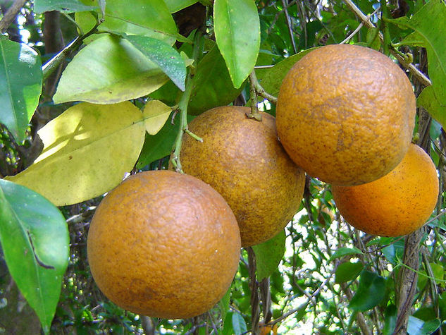 NARANJAS 