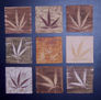 cannabis