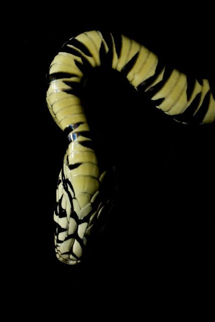 Serpiente