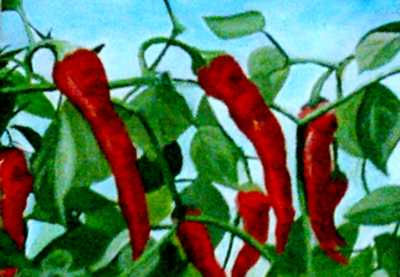 Pimientos 2 Oil Canvas