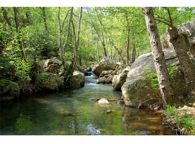 paisaje y arroyuelo 