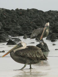 Pelicanos esperando