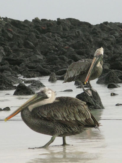 Pelicanos esperando Naturaleza Color (Digital)