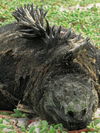 Iguana durmiendo