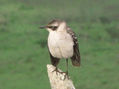 Pajarito