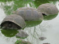 Flia Galapagos