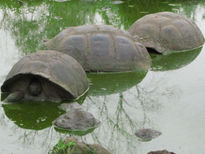 Flia Galapagos