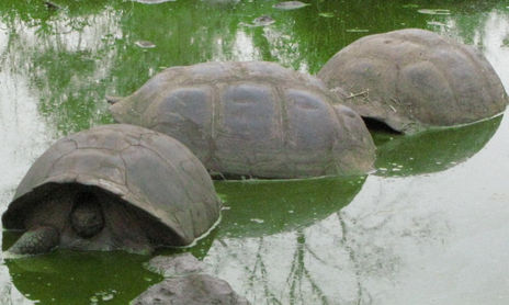 Galapagos
