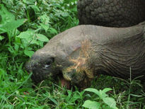 Galapago comiendo