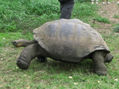 Galapago caminando