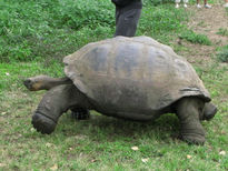 Galapago caminando