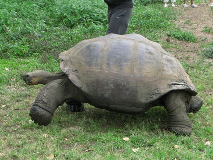 Galapago caminando