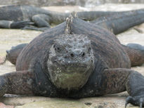 Iguana