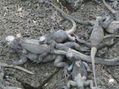 Familia de Iguanas