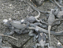 Familia de Iguanas