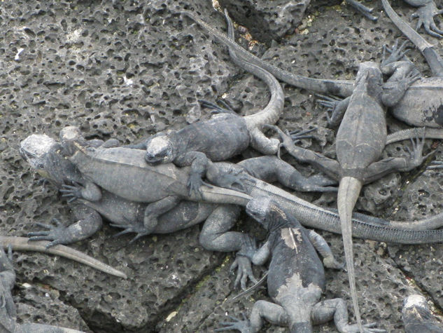 Familia de Iguanas Nature Color (Digital)