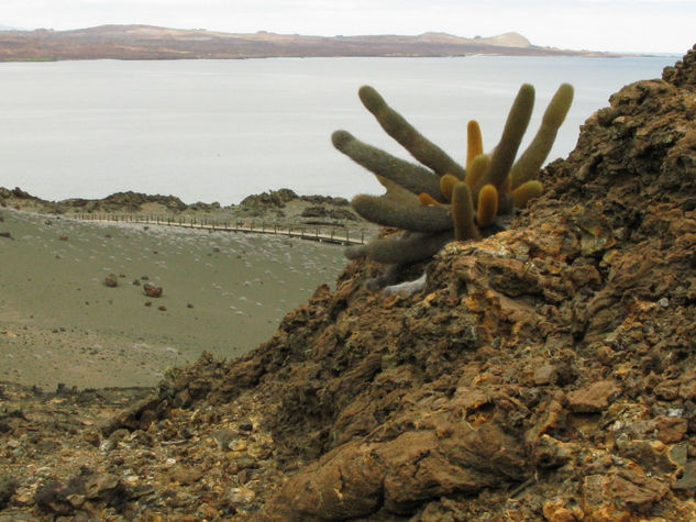 Cactus de Galapagos Naturaleza Color (Digital)