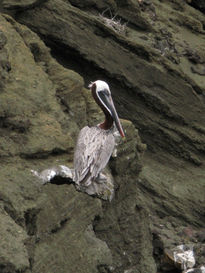 Pelicano equilibrista