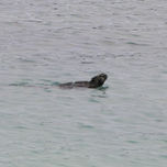 Galapagos thumbnail 1
