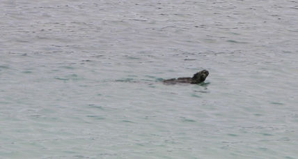 Iguana nadando