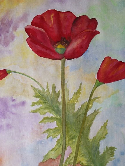 Amapolas