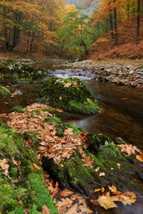 Otoño en el urumea