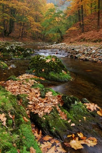 OTOÑO EN EL URUMEA