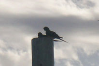 Loros
