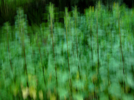 Naturaleza viva