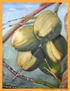 COCOS TROPICALES