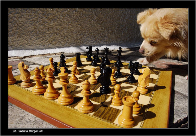 Leo jugando al ajedrez 