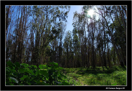 Bosque de eucaliptos