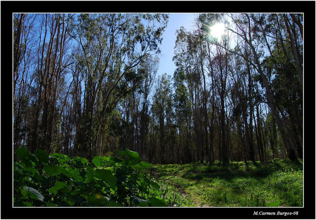 Bosque de eucaliptos Nature Color (Digital)