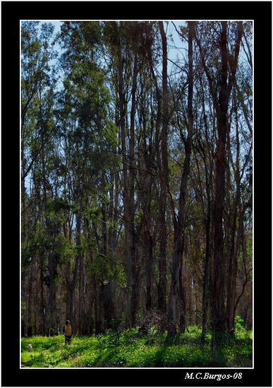 La Grandeza de los Árboles Nature Color (Digital)