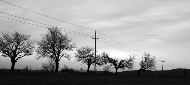 Arboles solitarios en la sombra 