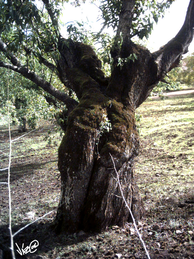 olivo