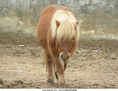 pony