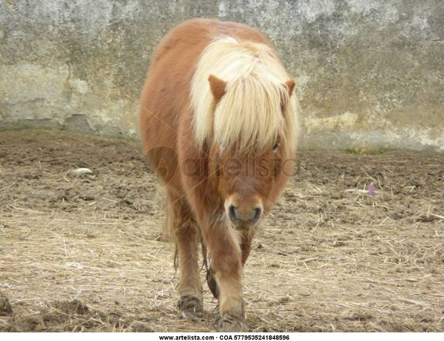 pony 