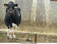 vaca