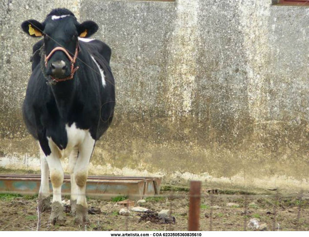 vaca
