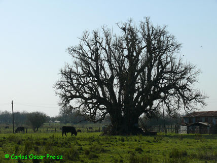 Ombu y toro