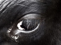 Ojo de vaca