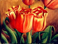 tulipanes 1