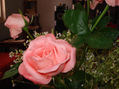 Rosas Rosadas